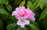 However, this rhododendron was blooming. (dsc rhodo)