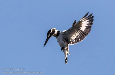 Pied Kingfisher in Flight : Woodbridge Island, Cape Town