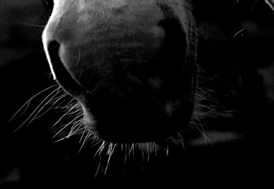 Horse Photography Cumbria