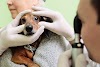 Visão saudável: entenda por que a limpeza ocular regular é fundamental para seus animais de estimação