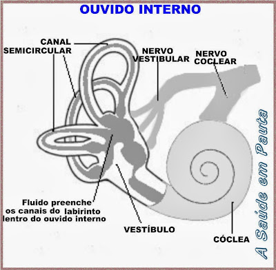 Esquema do ouvido interno. Cóclea e sistema vestibular.