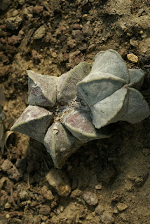 Cactus mitre d'évêque - Astrophytum myriostigma