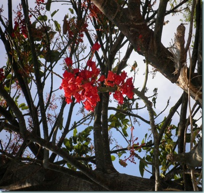 Flame Tree blossom