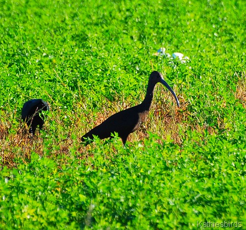 15. Ibis-kab
