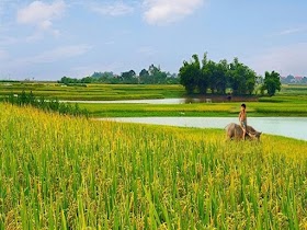 Nằm mơ thấy bán ruộng đánh con gì?