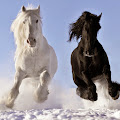 Black & White Horse Running Wallpaper