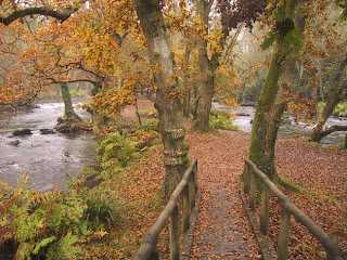 Bosque de Castaños Galicia