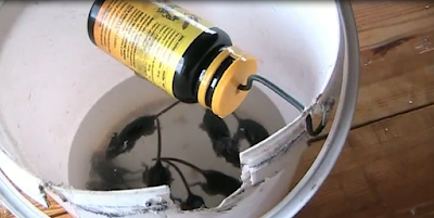 How to Make a Mouse Trap Easily and Cheaply