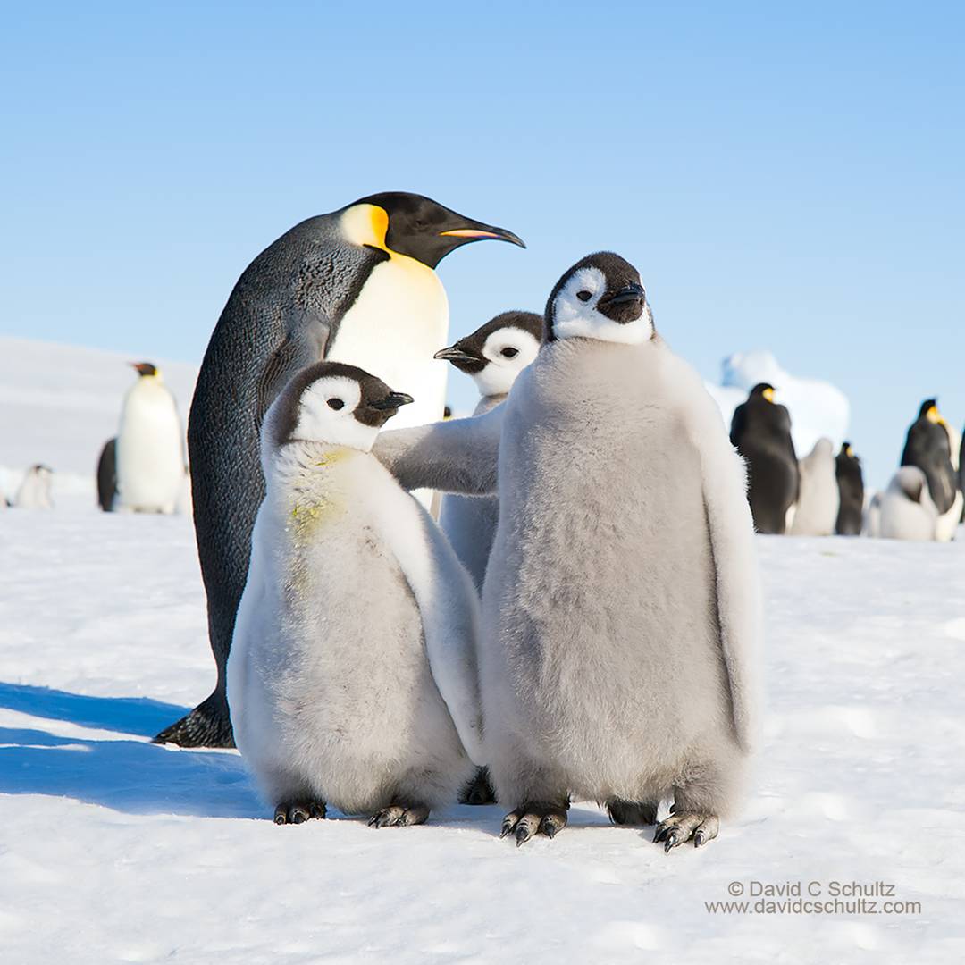 20 Gambar  Kartun  Hewan  Penguin  Kumpulan Gambar  Kartun 