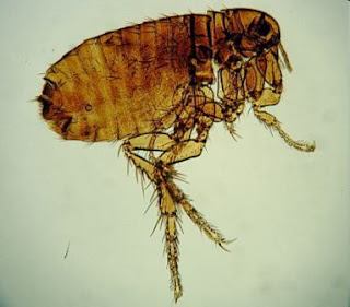 Pulex irritans