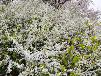 Spiraea