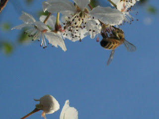 Bee on a Crabapple