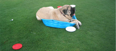 Big dog, little pool...