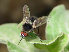 Bee Fly Picture