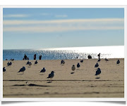 Coney Island BeachSeagulls (walk in new york coney island beach framed)