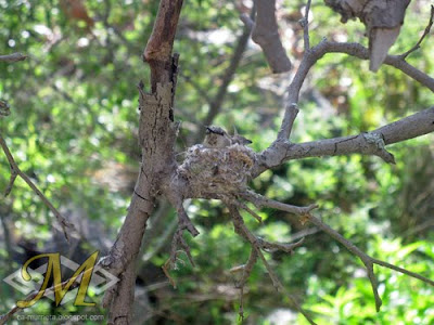 Hummingbird Nest Murrieta