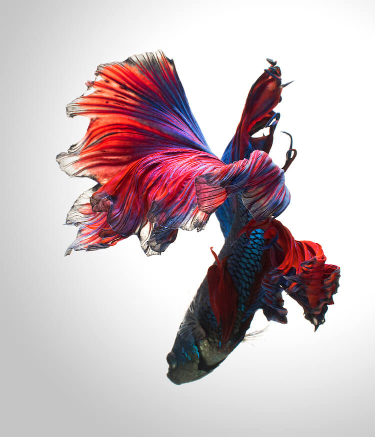 Breathtaking Siamese Fighting Fish Portraits Resemble Colorful Clouds of Ink in Water