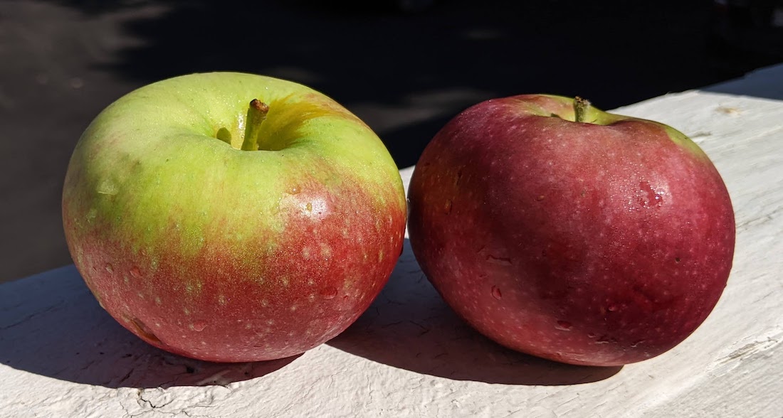 Two red-blushed green-yellow apples