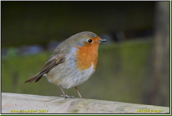 Slimbridge WWT - January