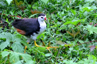 White-breated Waterhen at my backyard in Raub Malaysia