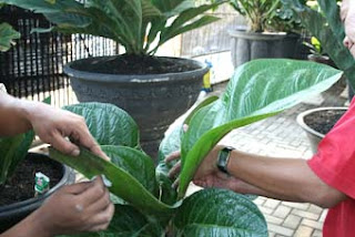 IndoAnthurium