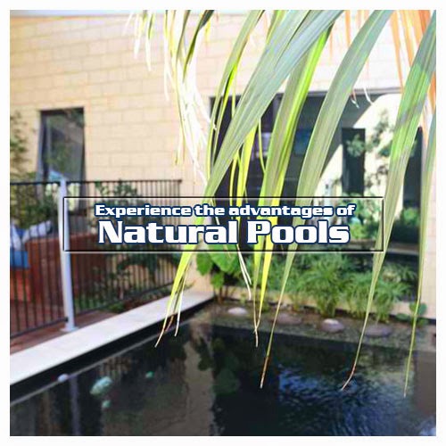 natural pool contractors