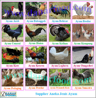 Agen Aneka Jenis Ayam / Reseller Aneka Jenis Ayam / Distributor Aneka Jenis Ayam / Produsen Aneka Jenis Ayam / Supplier Aneka Jenis Ayam / Pabrik Aneka Jenis Ayam / Dealer Aneka Jenis Ayam / Importir Aneka Jenis Ayam / Eksportir Aneka Jenis Ayam / Dropshipper Aneka Jenis Ayam / Industri Aneka Jenis Ayam / Stockist Aneka Jenis Ayam / Perusahaan Aneka Jenis Ayam / Grosir Aneka Jenis Ayam / Kios Aneka Jenis Ayam / Stand Aneka Jenis Ayam / Pemasok Aneka Jenis Ayam / Pedagang Aneka Jenis Ayam / Penyalur Aneka Jenis Ayam / Penyuplai Aneka Jenis Ayam / Toko Aneka Jenis Ayam / Depot Aneka Jenis Ayam / Gerai Aneka Jenis Ayam / Kedai Aneka Jenis Ayam / Penjual Aneka Jenis Ayam / Warung Aneka Jenis Ayam / Jual Aneka Jenis Ayam / Beli Aneka Jenis Ayam / Usaha Dagang (UD) Aneka Jenis Ayam / Perseroan Terbatas (PT) Aneka Jenis Ayam / Commanditaire Vennontschap (CV) Aneka Jenis Ayam / Pengusaha Aneka Jenis Ayam / Juragan Aneka Jenis Ayam / Wirausaha Aneka Jenis Ayam / Wiraswasta Aneka Jenis Ayam / Usahawan Aneka Jenis Ayam / Saudagar Aneka Jenis Ayam / Penjaja Aneka Jenis Ayam / Toko Online Aneka Jenis Ayam / Broker Aneka Jenis Ayam / Bakul Aneka Jenis Ayam / Depo Aneka Jenis Ayam / Depo Waroeng Aneka Jenis Ayam