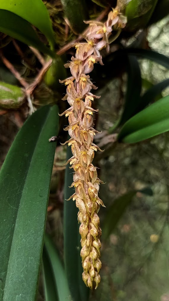 Bulbophyllum orientale