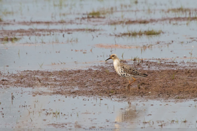 Kemphaan - Ruff - Philomachus pugnax