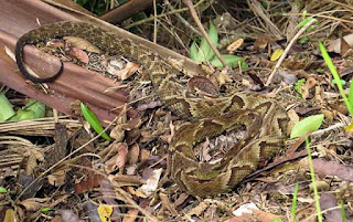 Bothrops jararaca, Jararaca Lancehead