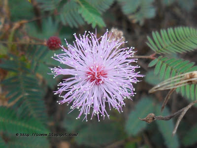 Touch Me Not, Mimosa pudica