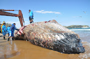 Biólogos alertam: óleo da baleia pode atrair tubarões para Búzios