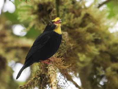 Golden winged Manakin