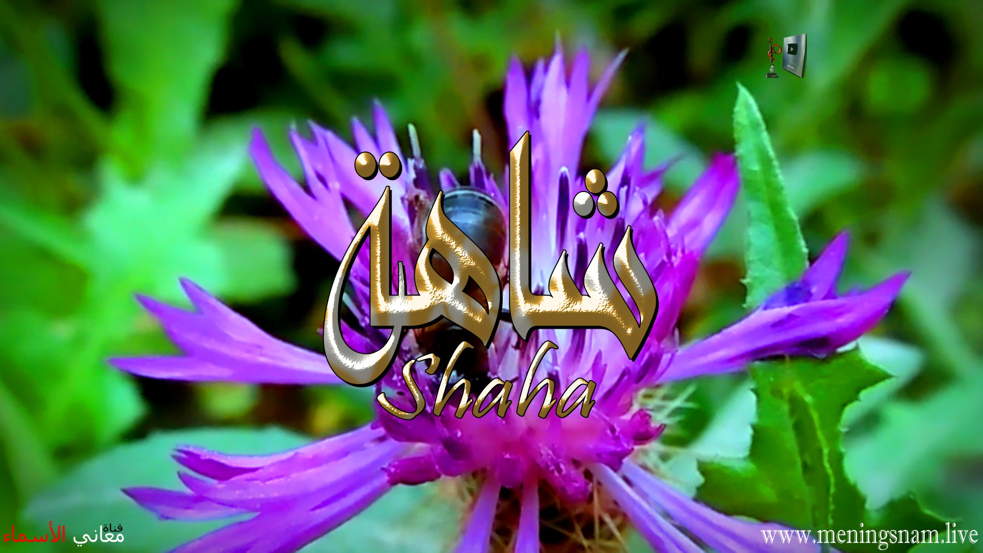 معنى اسم شاهة وصفات حاملة هذا الاسم Shaha