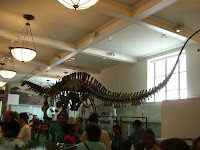 Fósseis de dinossauros no museu - Dinossaur fossils at the museum