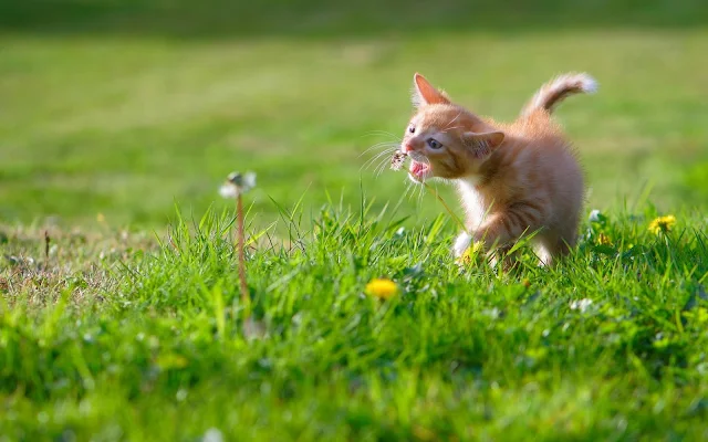 Papel de parede Gatinho no Gramado para PC, Notebook, iPhone, Android e Tablet.