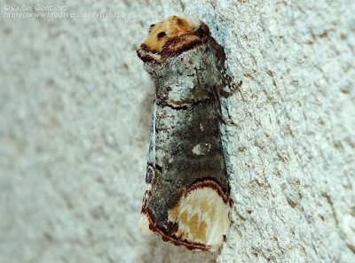 https://www.biodiversidadvirtual.org/insectarium/Phalera-bucephala-img996390.html