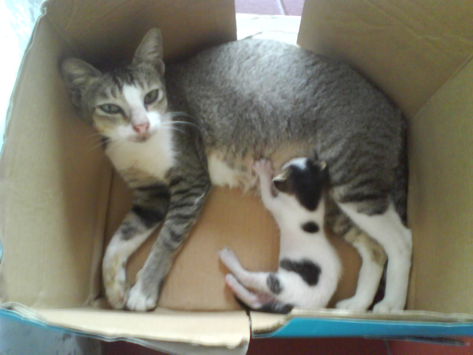 Foto Kucing Rumah Lucu