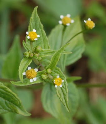 Galinsoga plant