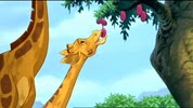 15 les girafes