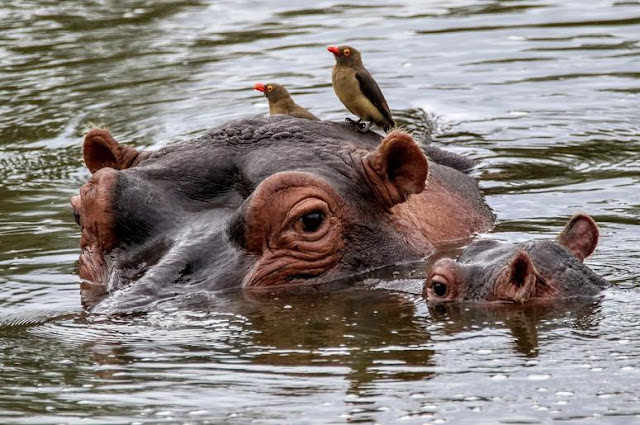 Hippo family - familia Hipopótamo