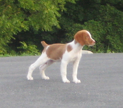 Pointer Puppy Picture