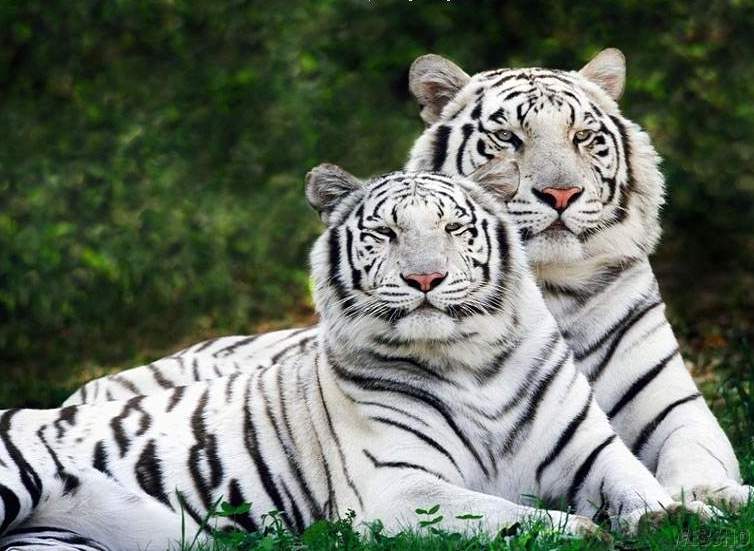 Gambar Harimau Putih