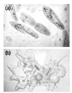 Ciri-Ciri Protozoa