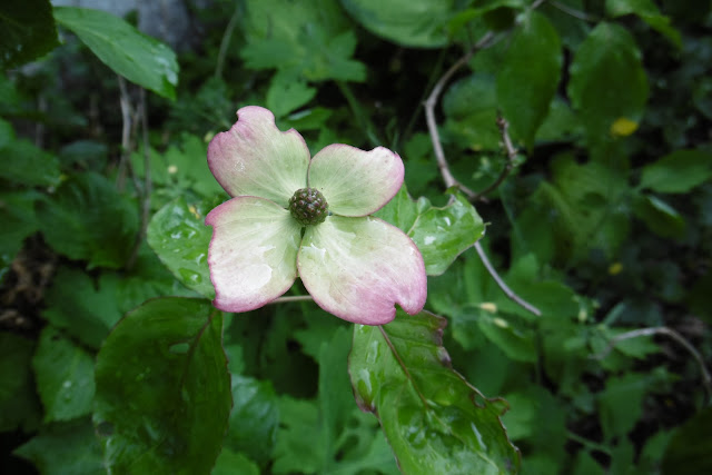 http://www.pepinieredesavettes.com/pepiniere/cornus-kousa-satomi-,899,theme==0,page==1?noclear