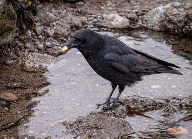 Photo of the crow with one of Ruby's sausage treats