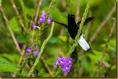 Black-bellied Hummingbird Black-bellied Hummingbird