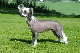 Xoloitzcuintle