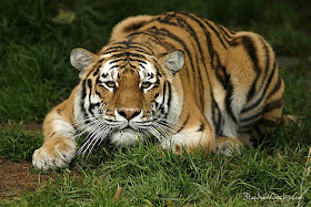 Siberian Tiger from the San Francisco Zoo