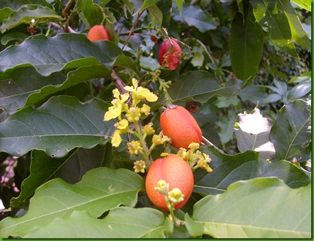 Bunchosia armeniaca